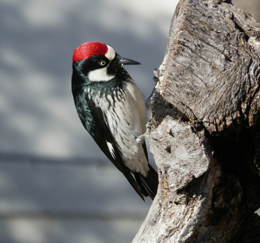 Acorn Woodpecker male 1_9_2012
